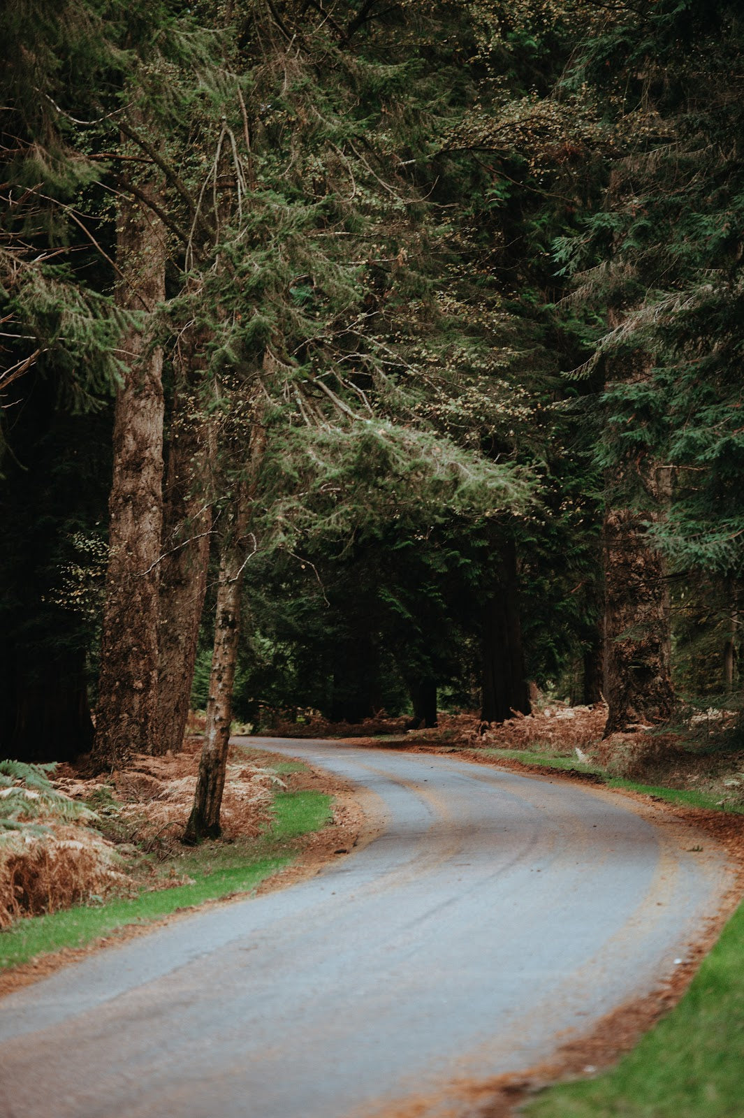 Take America's Best Forest Drive